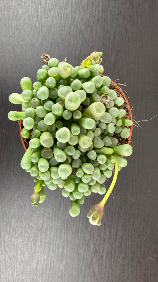 Fenestraria