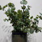 Eucalyptus Cinerea - www.augi-plants.lv