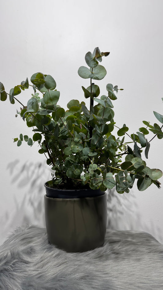Eucalyptus Cinerea - www.augi-plants.lv