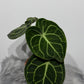 Anthurium Clarinervium