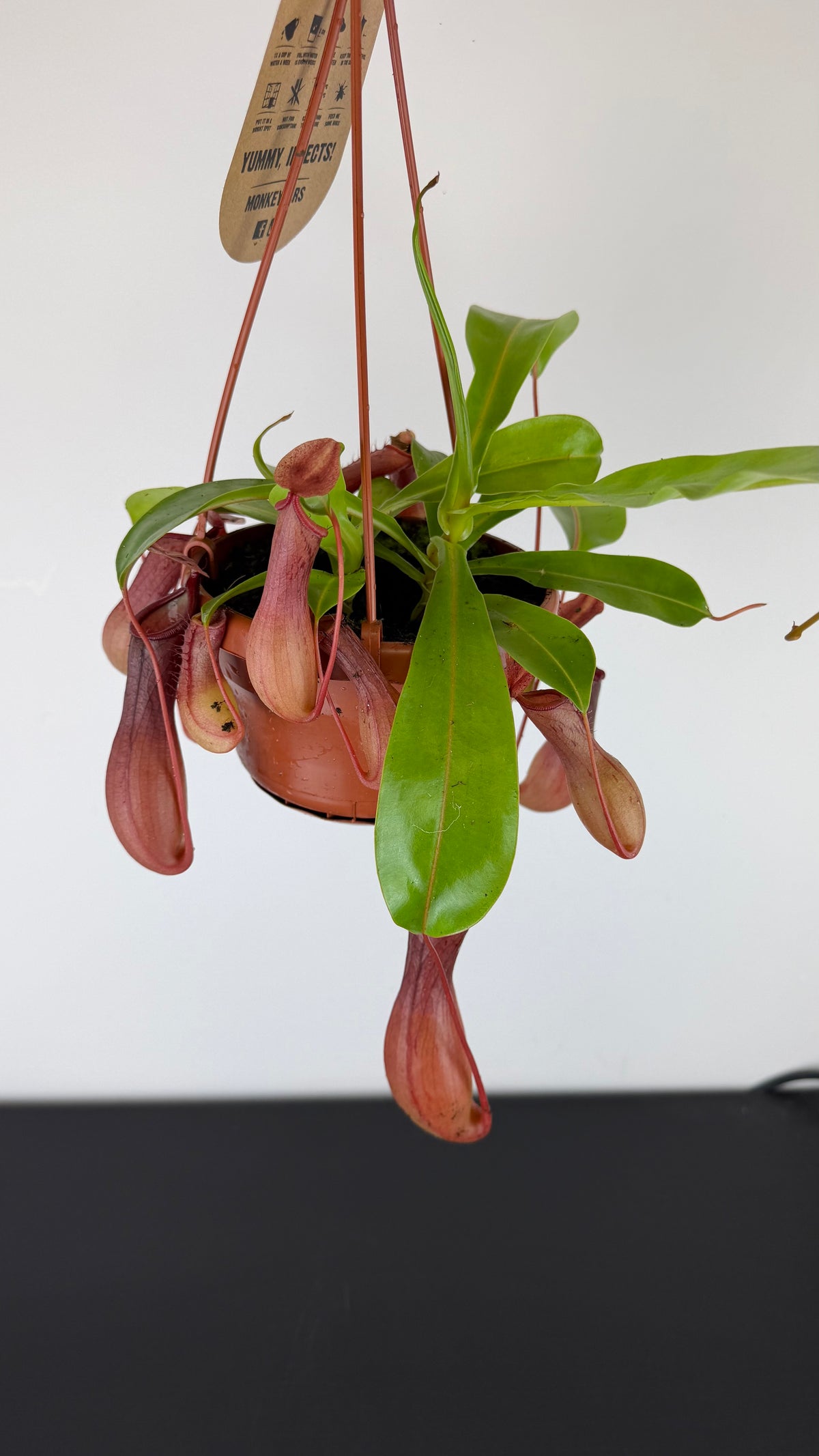 Nepenthes alata
