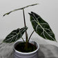 Alocasia Watsonia