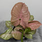 Syngonium Neon - www.augi-plants.lv