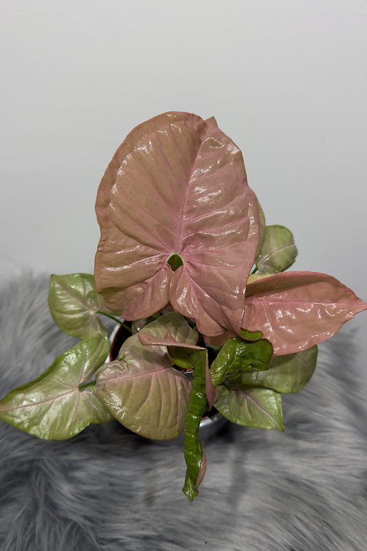 Syngonium Neon - www.augi-plants.lv