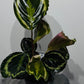 Calathea Roseopicta