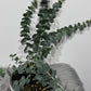 Eucalyptus Cinerea
