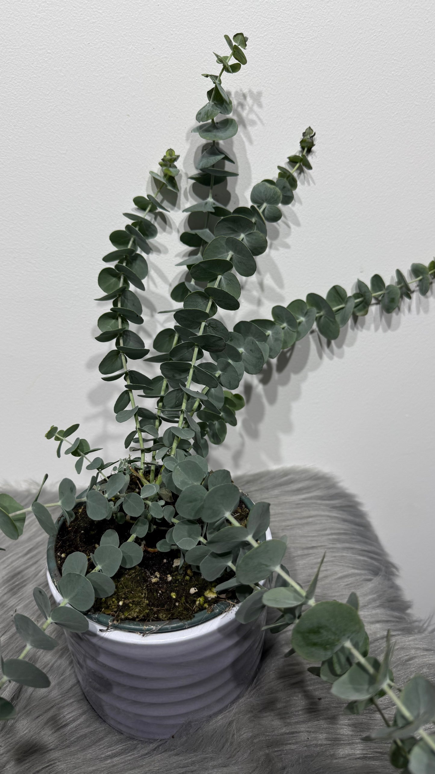 Eucalyptus Cinerea