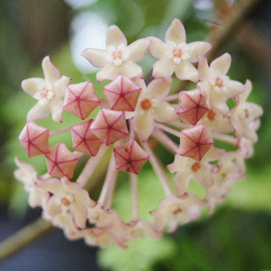 Hoya macrophylla Borneo