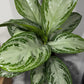 Aglaonema Silver Bay - www.augi-plants.lv