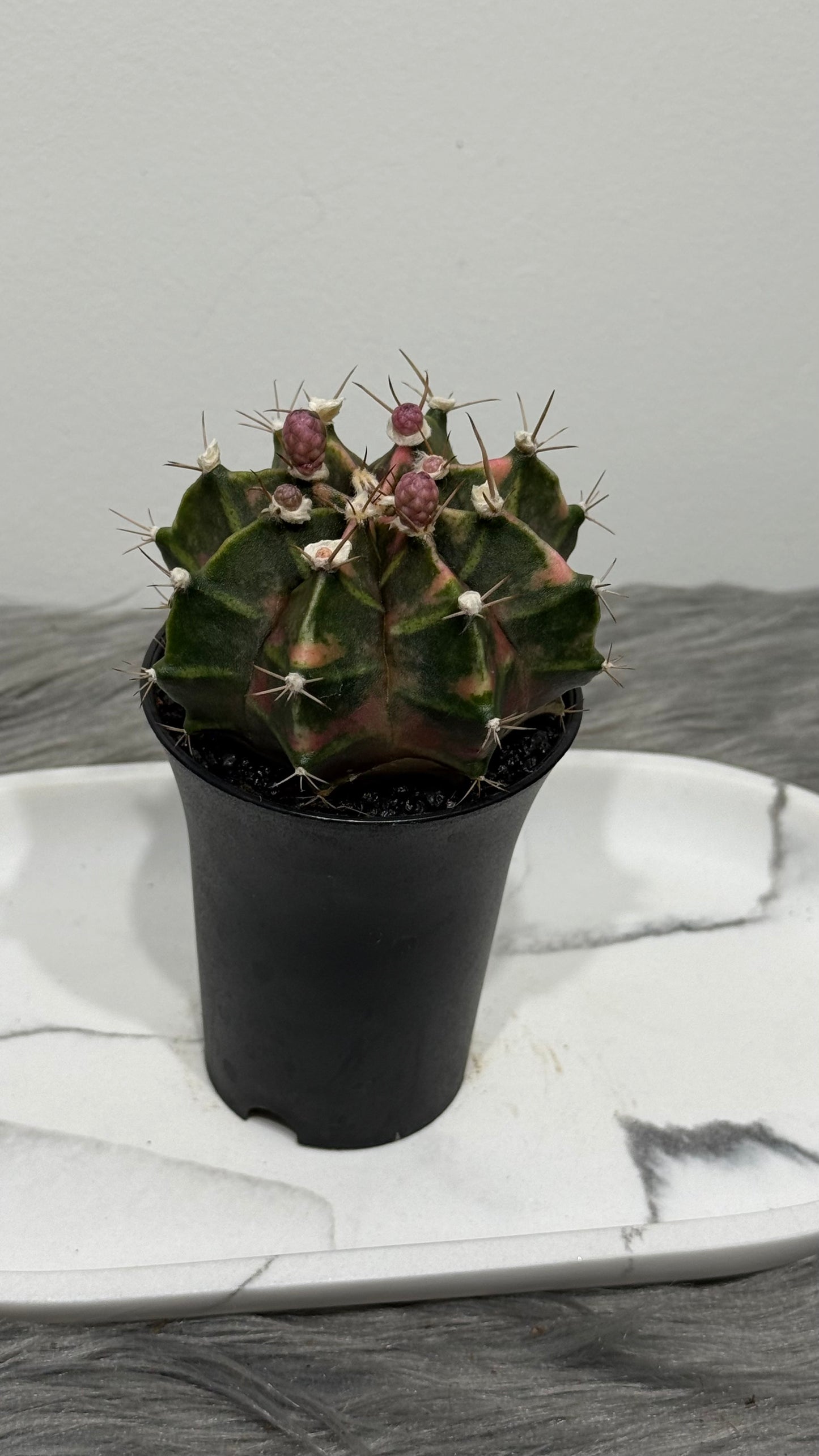 Gymnocalycium mihanovichii variegata