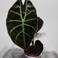 Alocasia 2