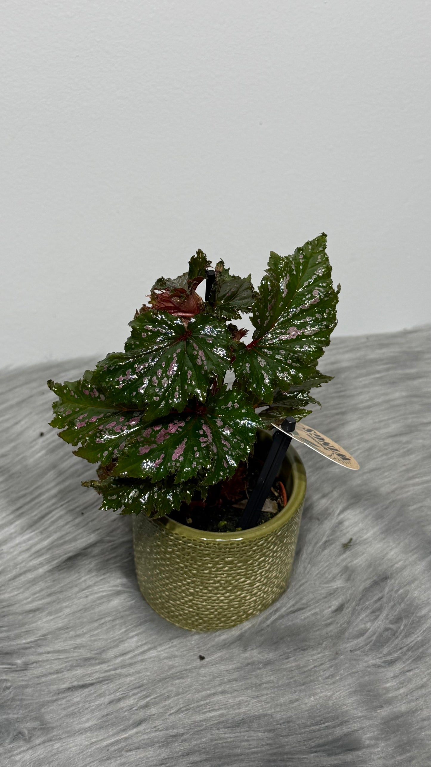 Begonia Angel Wings 1