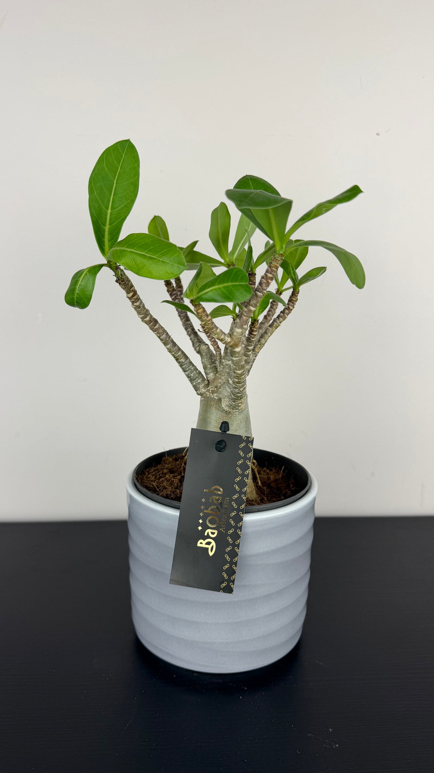 Adenium Baobab