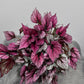 Begonia Beleaf 3