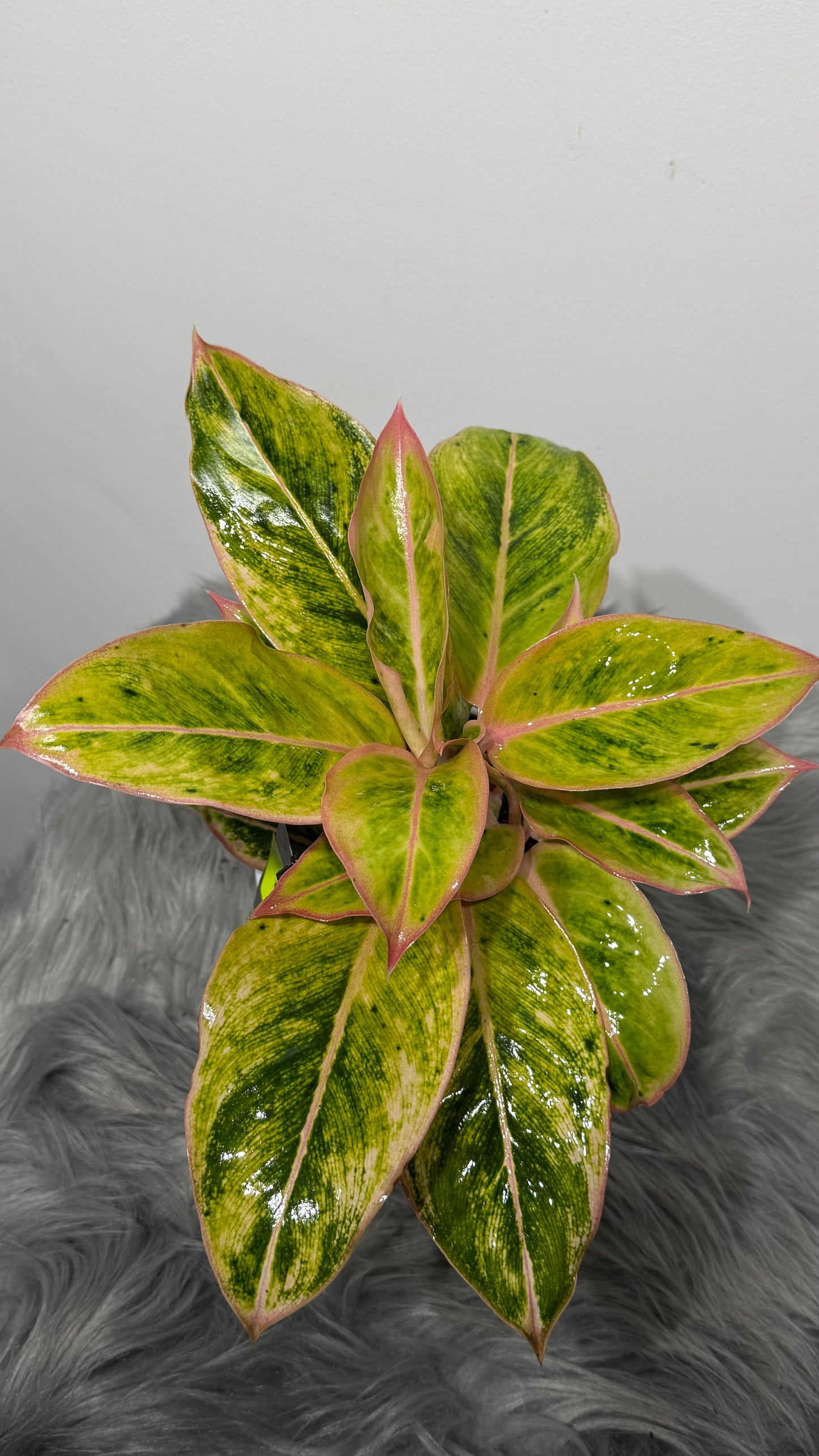 Aglaonema 4