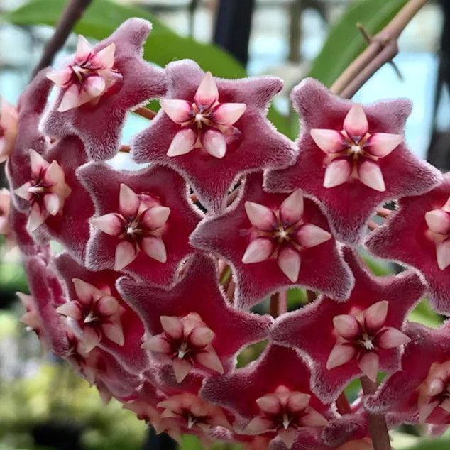 Hoya pubicalyx - www.augi-plants.lv
