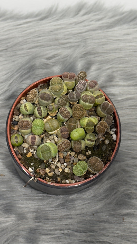 Lithops 4 - www.augi-plants.lv