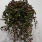 Pilea Depressa - www.augi-plants.lv