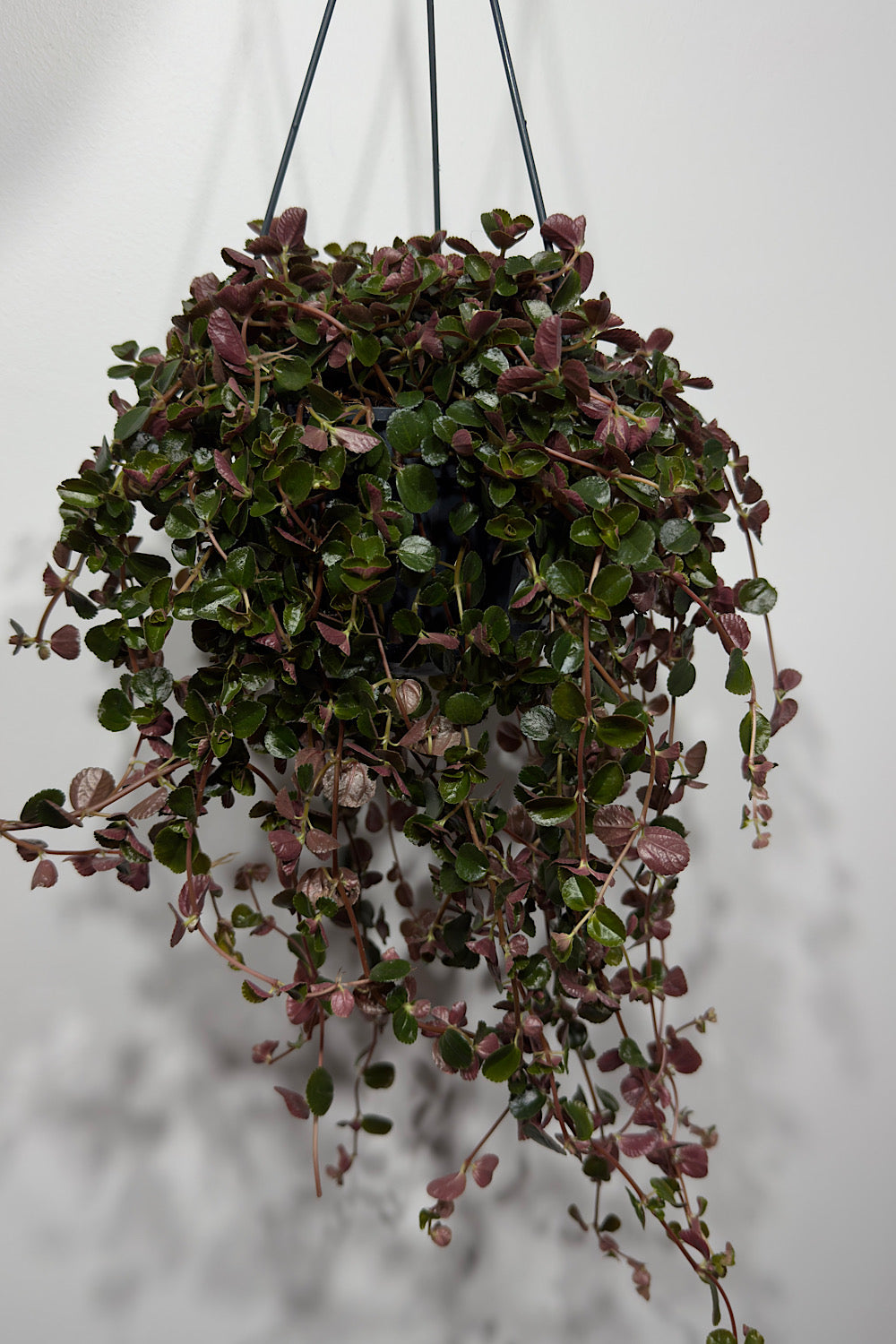 Pilea Depressa - www.augi-plants.lv
