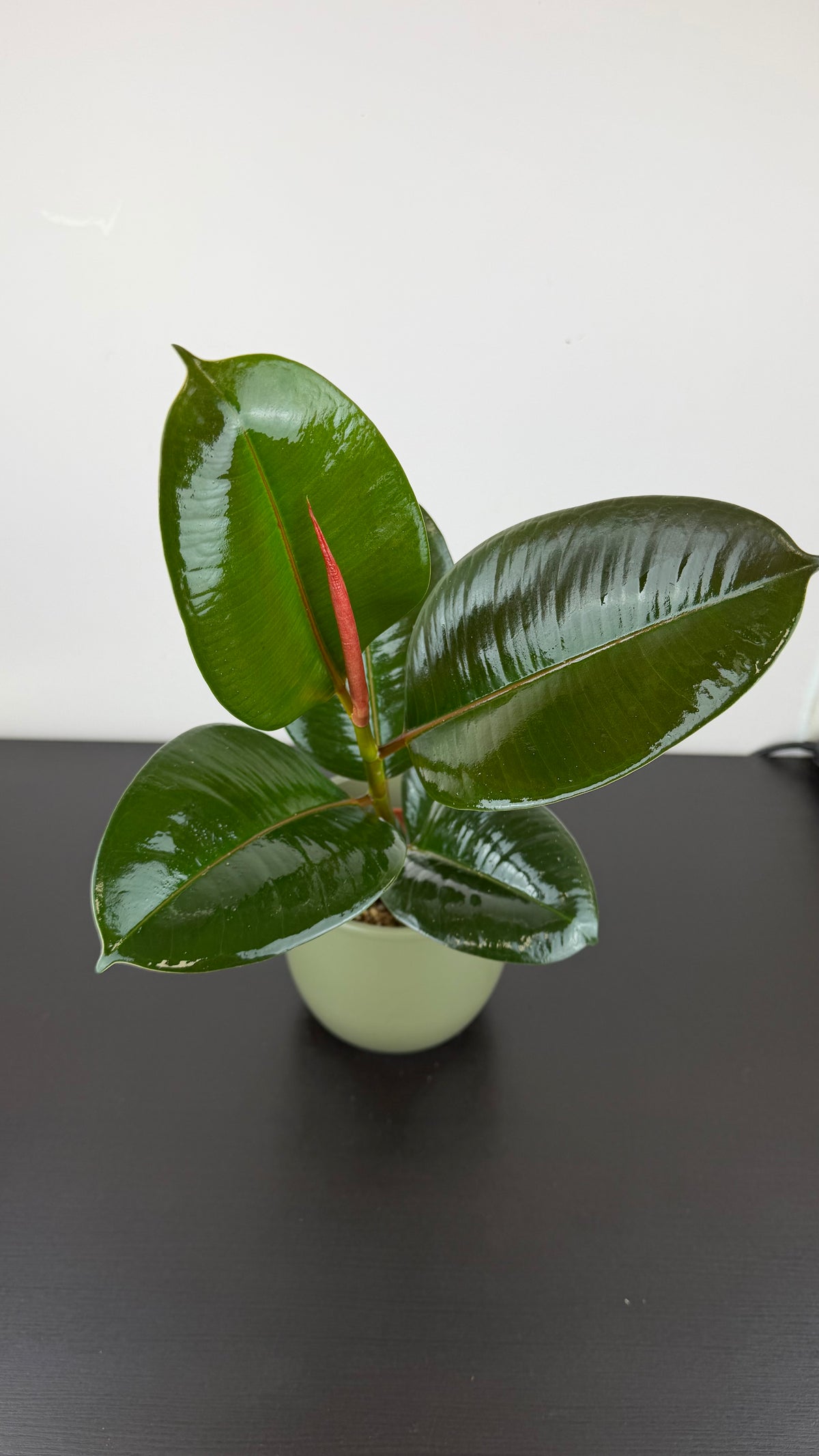 Ficus elastica Robusta