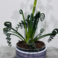 Albuca Friz Sizzle