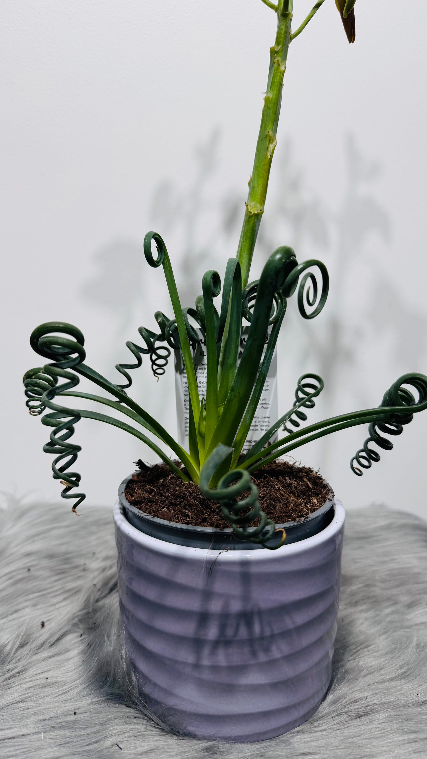 Albuca Friz Sizzle