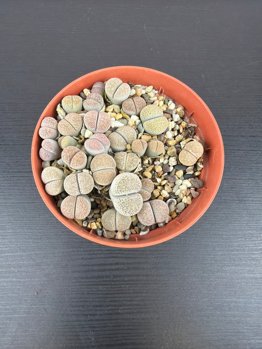 Lithops 11