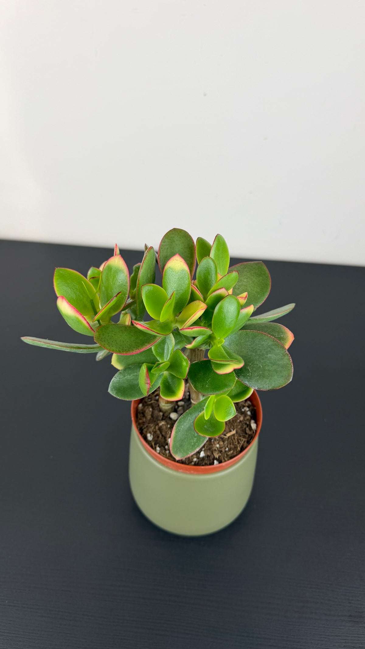 Crassula Ovata Jade