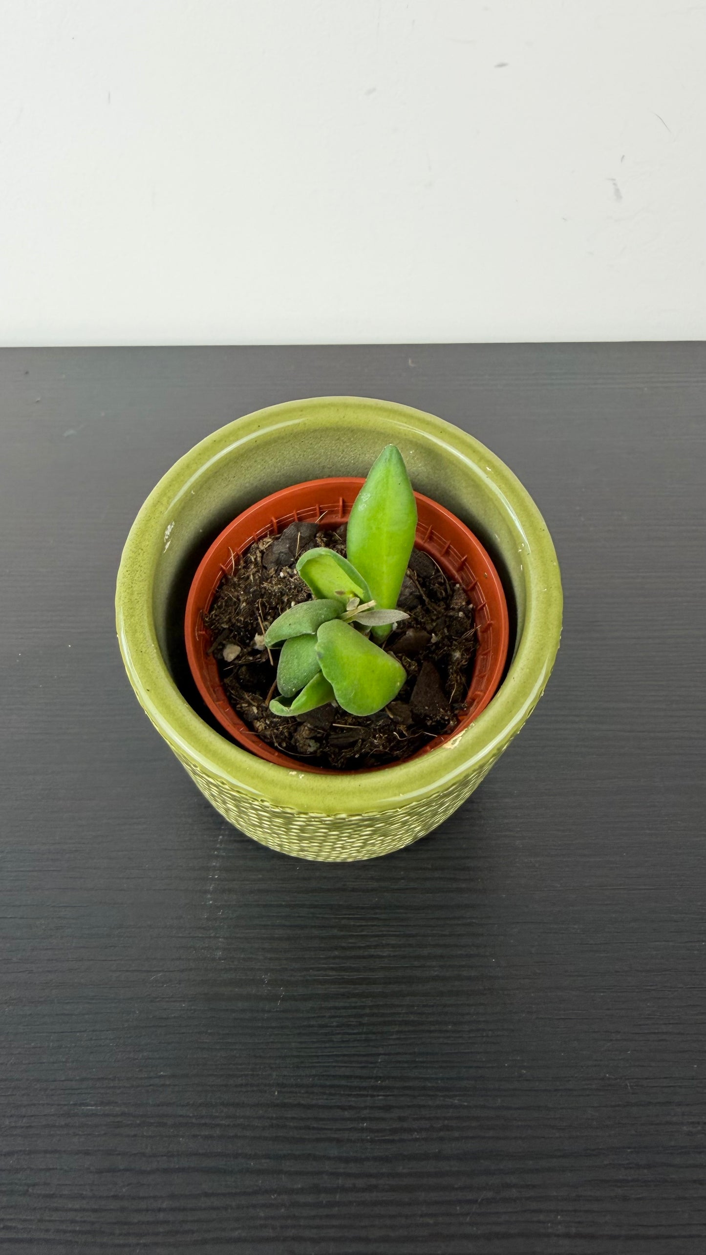 Hoya Mix