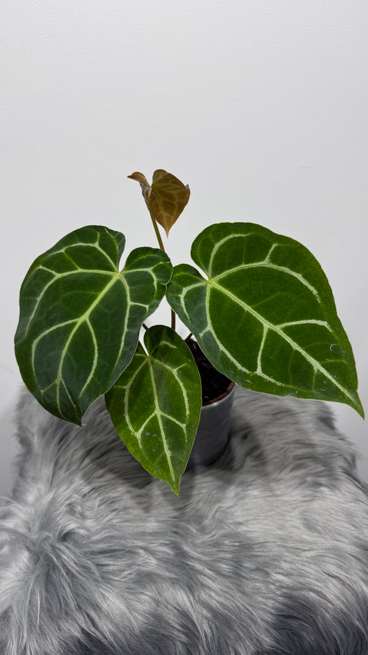 Anthurium Forgetti