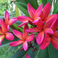Plumeria Rubra Hawaiian - www.augi-plants.lv