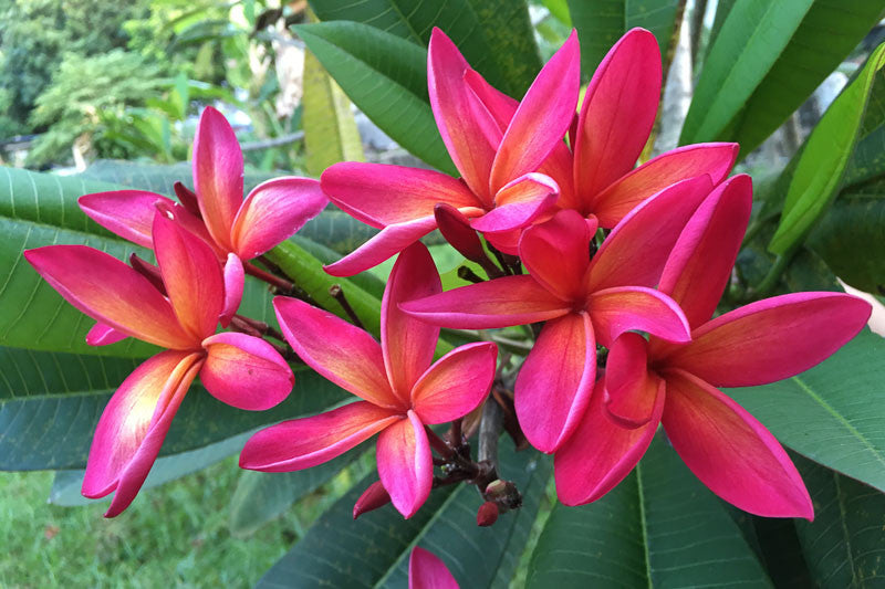 Plumeria Rubra Hawaiian - www.augi-plants.lv