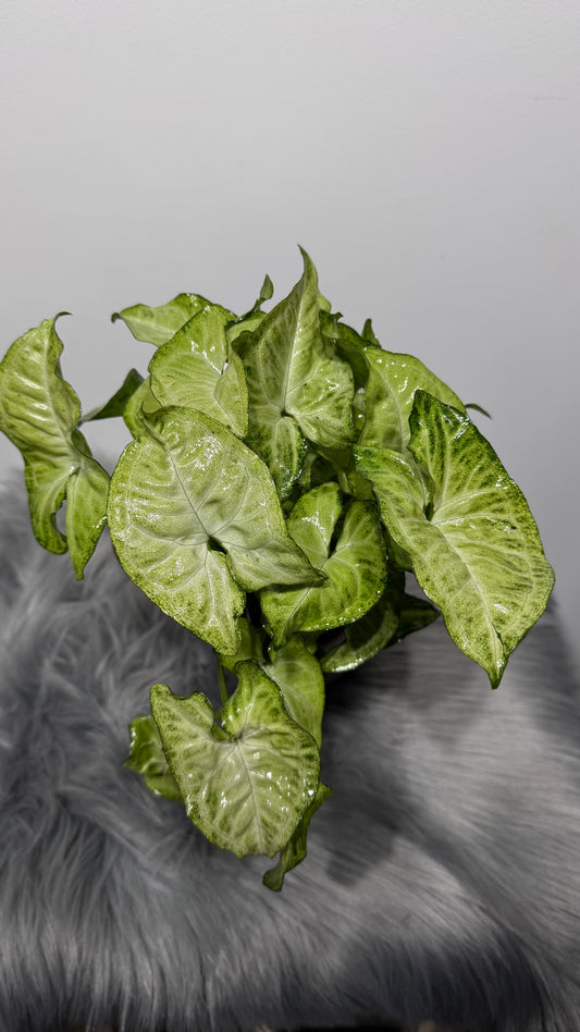 Syngonium White Butterfly