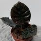 Alocasia Black Magic