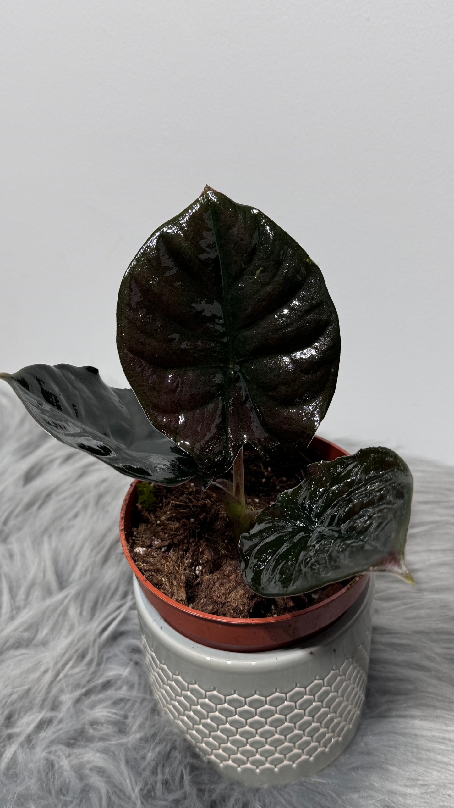 Alocasia Black Magic