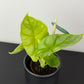 Alocasia Golden Dragon