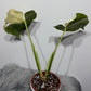 Monstera Thai Constellation 6 - www.augi-plants.lv