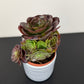 Aeonium Arboreum Velours