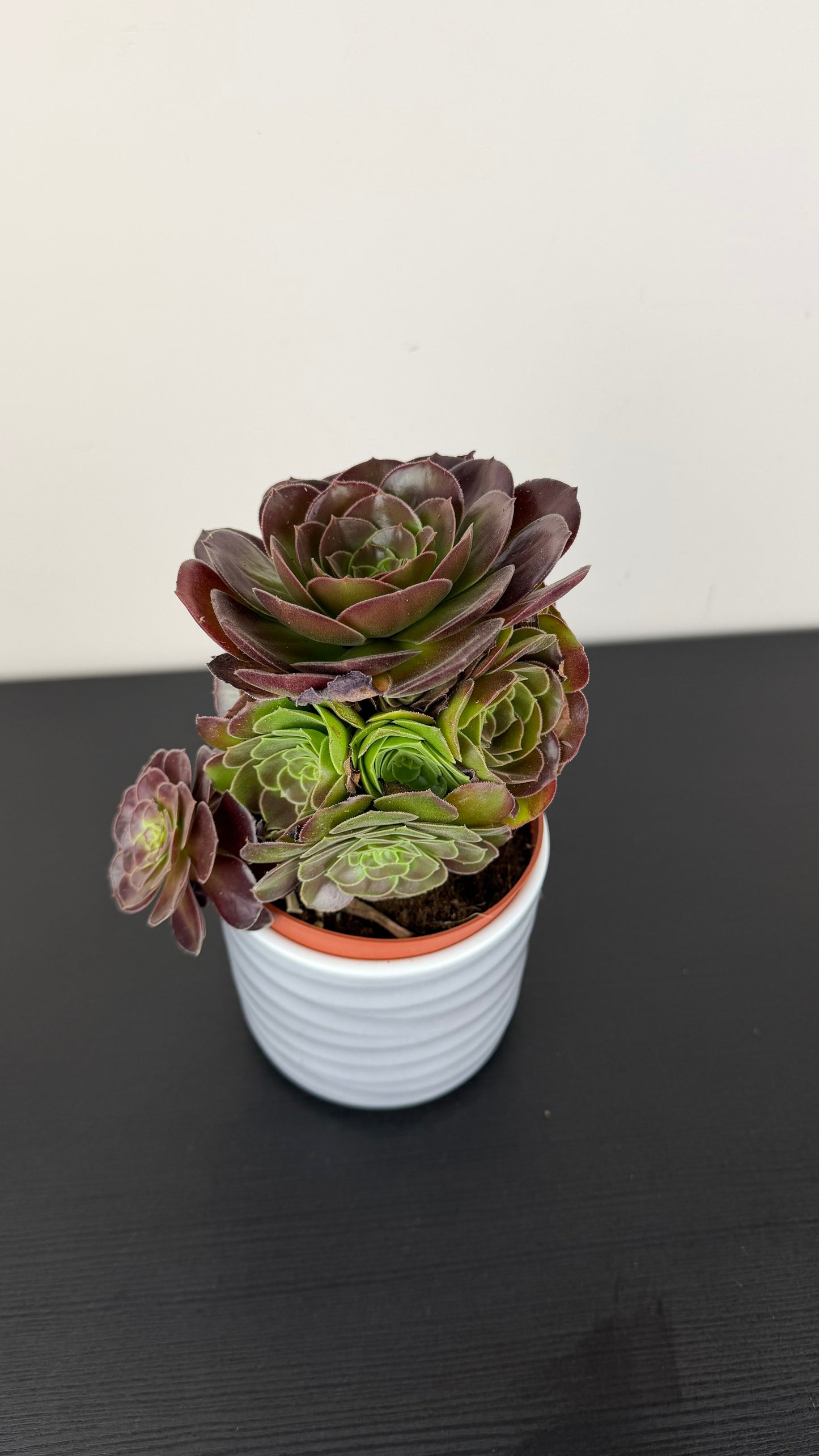 Aeonium Arboreum Velours