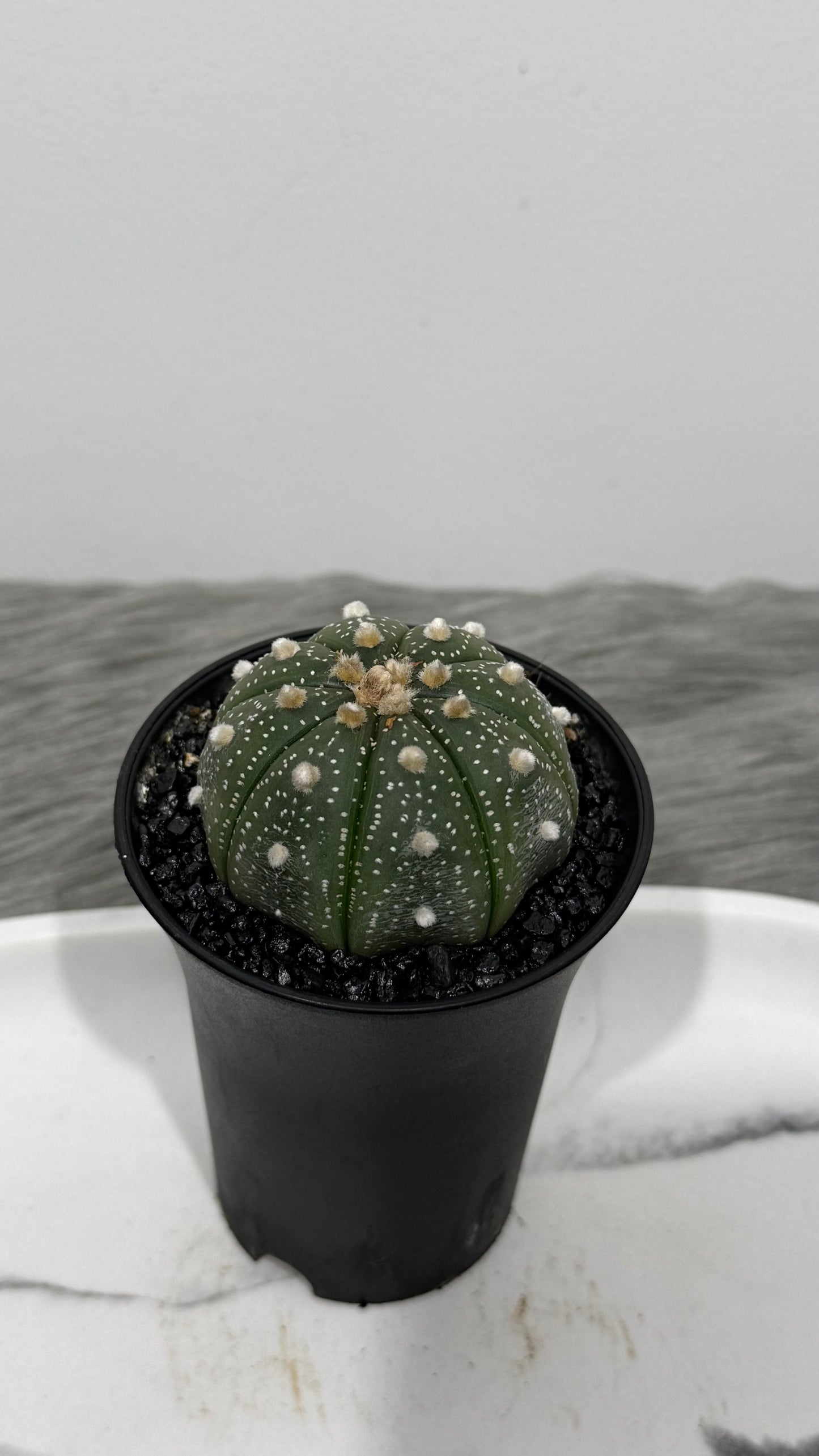 Astrophytum Asterias