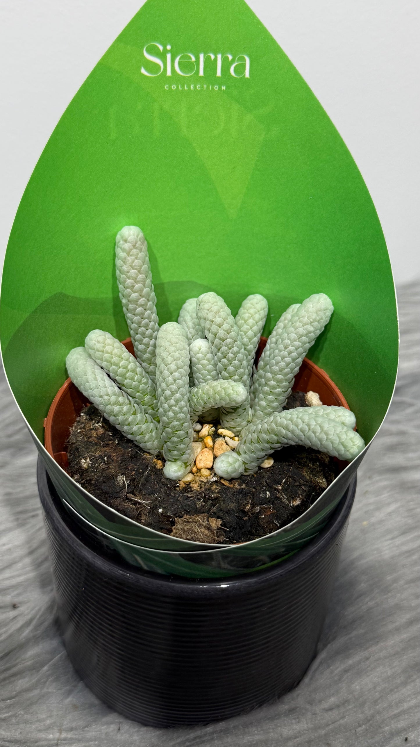 Avonia Papyracea