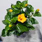 Hibiscus orange
