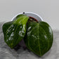 Hoya macrophylla Borneo