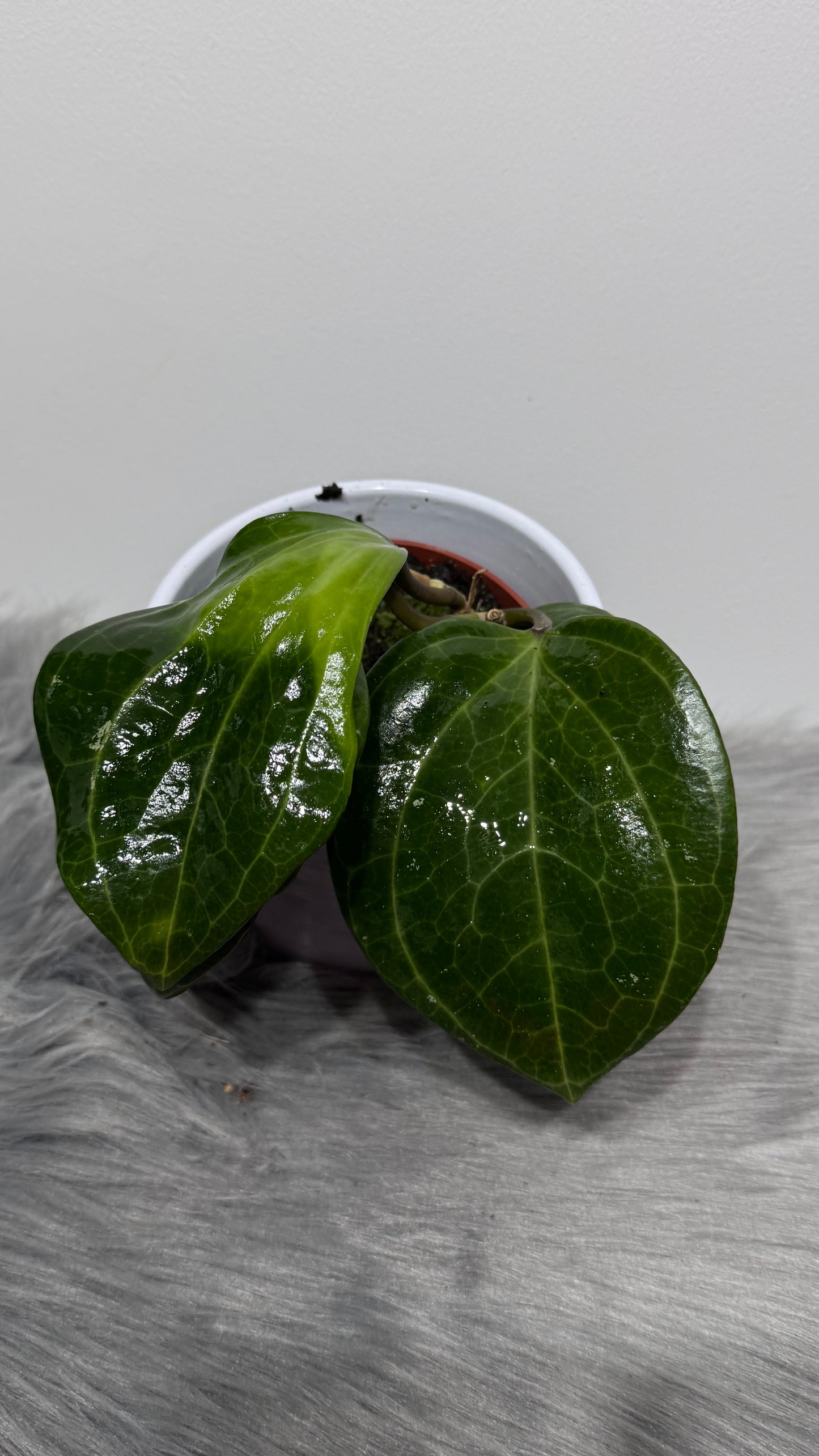 Hoya macrophylla Borneo