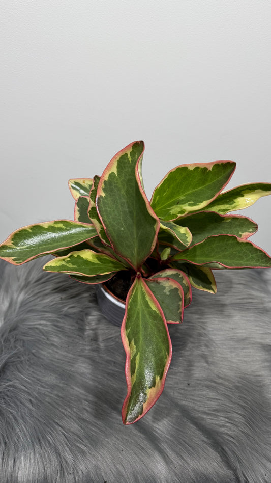 Peperomia Jellie