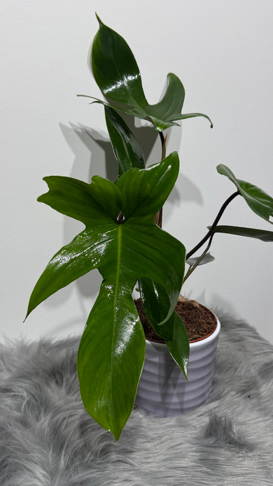 Philodendron Florida Green
