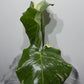 Monstera Thai Constellation 7 - www.augi-plants.lv