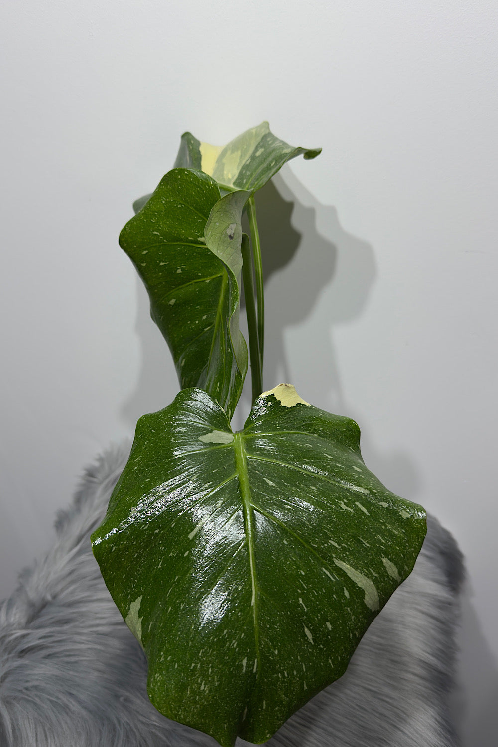 Monstera Thai Constellation 7 - www.augi-plants.lv