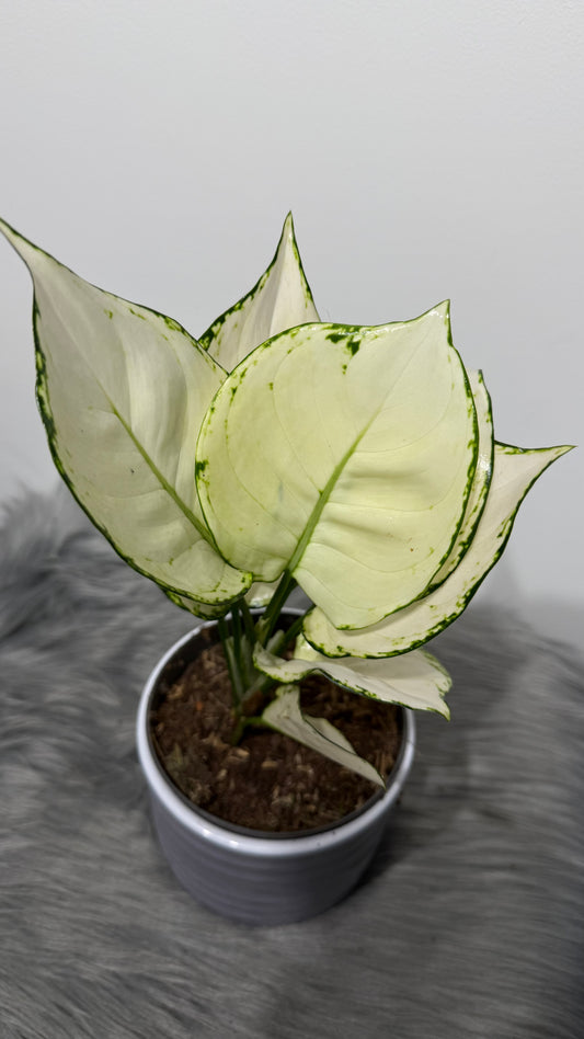 Aglaonema 10