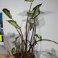 Caladium 2
